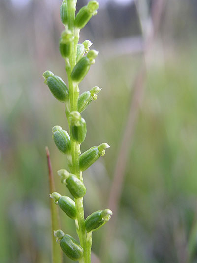 Slender Onion Orchid