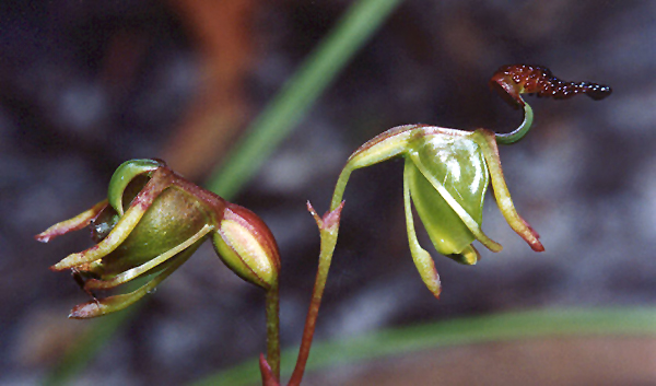 Small Duck Orchid