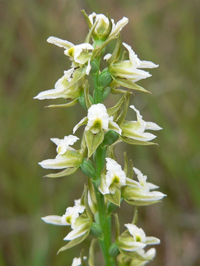 Scented Leek Orchid