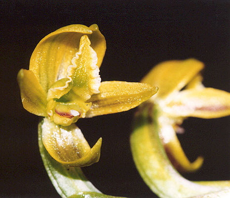 Yellow Leek Orchid