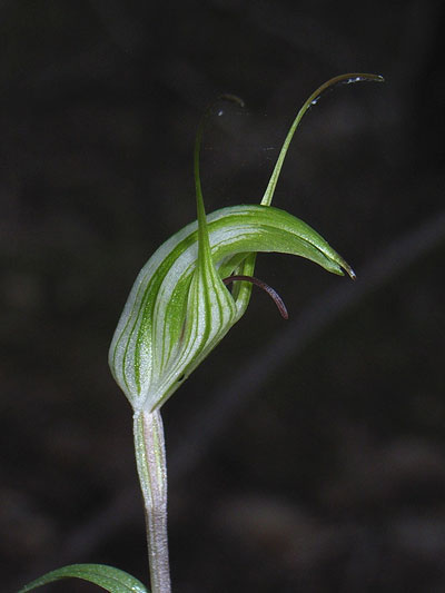 Long-tongued Greenhood