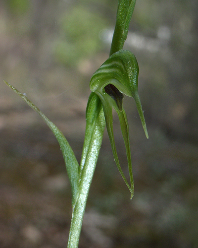 Pterostylis daintreana