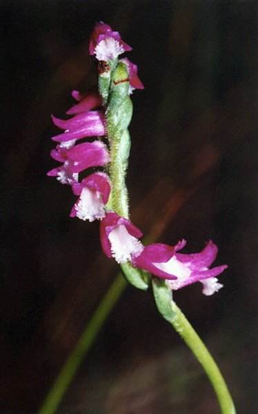 Austral Ladies Tresses