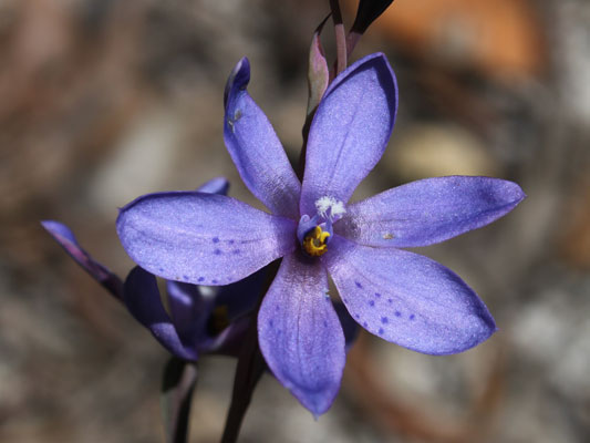 Dotted Sun Orchid