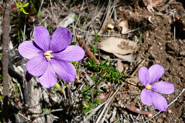 Finger Flower