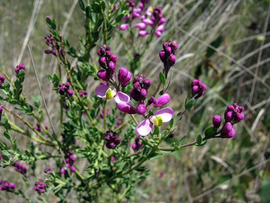 Small shrub; Match Heads; Polygalaceae; <i>Comesperma retusum</i>; Purple to Pink flowers; Spring, Summer, Autumn