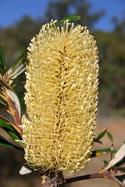 White Banksia