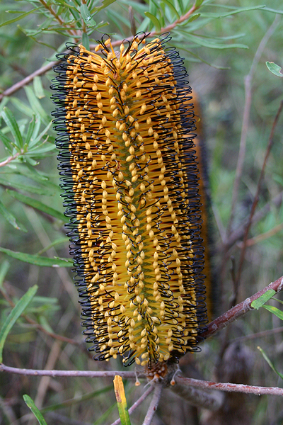 New England Banksia