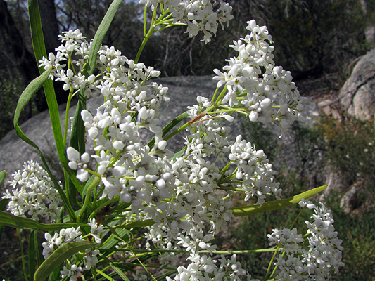 Shrub; Smokebush; Proteaceae; Conospermum burgessiorum; Cream to White flowers with Blue bracts; Spring