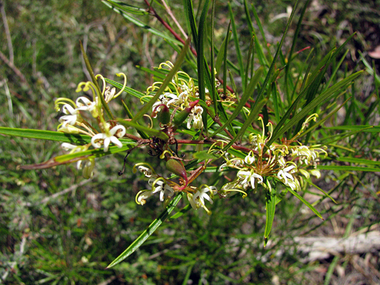 Shrub; Narrow-leaved Spider Flower, Linear-leaf grevillea; Proteaceae; Grevillea linearifolia; Pink, Cream or White flower; All year - Spring