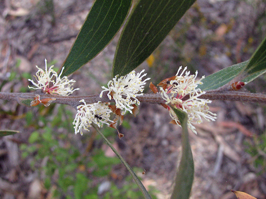 Shrub; Finger Hakea; Proteaceae; Hakea laevipes sub. graniticola; Cream, White and Pink flower; Spring to Summer