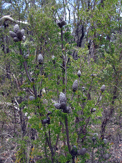 Small shrub; Conesticks; Proteaceae; <i>Petrophile canescens</i>; White to Cream flower; Spring