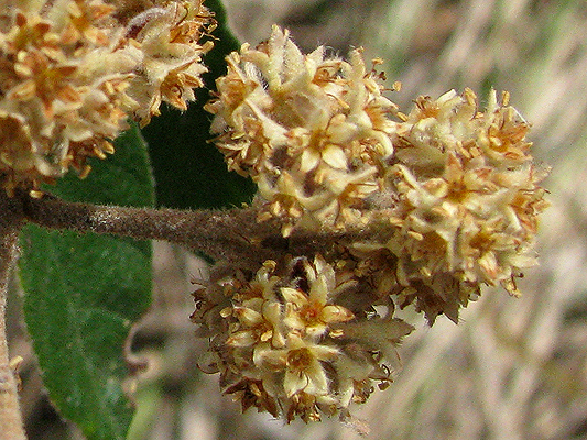 Small shrub; Scant Pomaderris; <i>Pomaderris queenslandica</i>