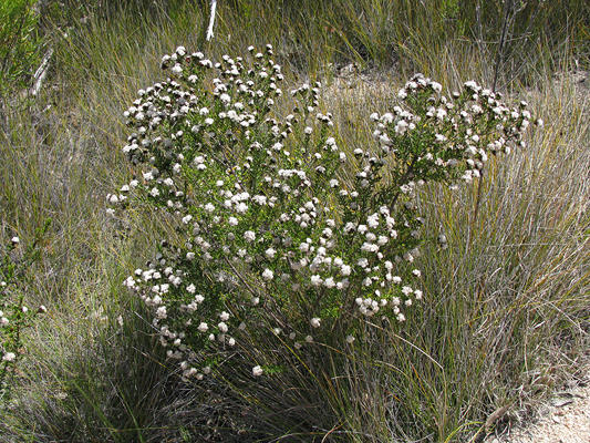 Small shrub; Pepper and Salt; Rhamnaceae; <i>Spyridium scortechinii</i>; Fluffy white flowers; Late Winter to Spring