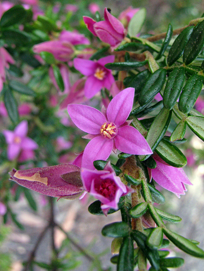 Shrub; Rutaceae; <i>Boronia amabilis</i>; Pink flower; Spring