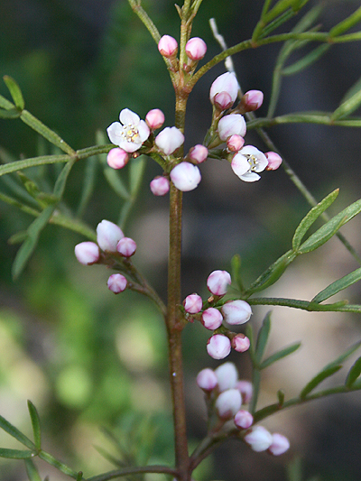 Boronia inflexa subsp. inflexa