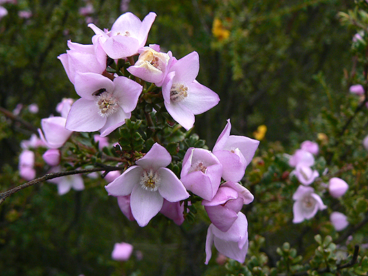 Small-leaved Boronia