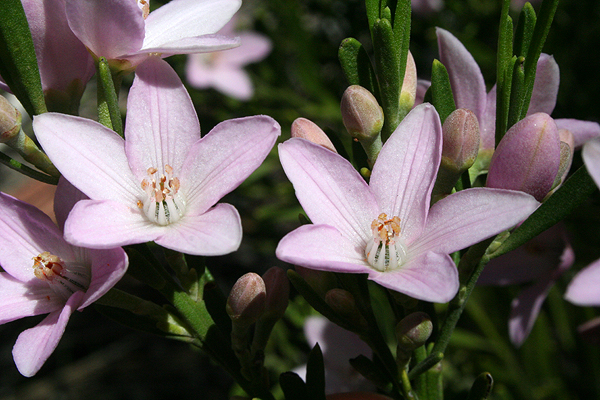 Pink Waxflower