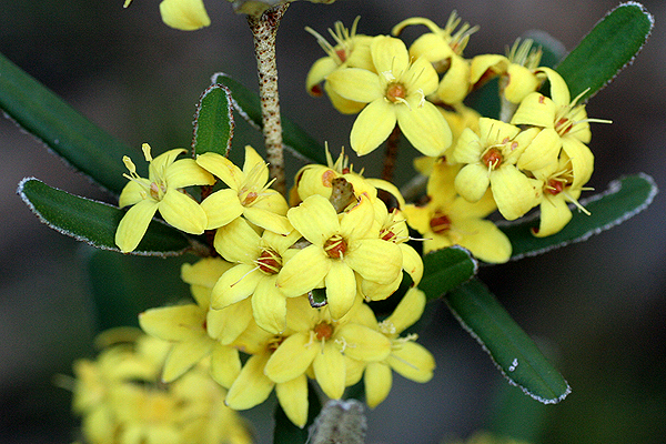 White's Phebalium