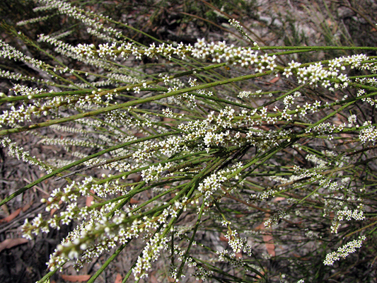 Shrub or tree; White Sour Bush; Santalaceae; <i>Choretrum candollei</i>; White or Cream flower; Late Winter, Spring, Summer