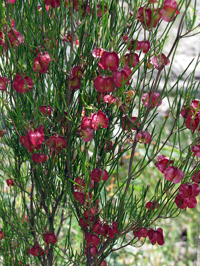 Shrub; Thread-leaf Hop Bush; Sapindaceae; <i>Dodonaea falcata</i>; Red, Pink to Purple fruit capsule; Spring