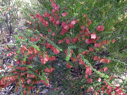 Shrub; Hairy Hop Bush; Sapindaceae; <i>Dodonaea hirsuta</i>; Red, Pink to Purple fruit capsule; Spring
