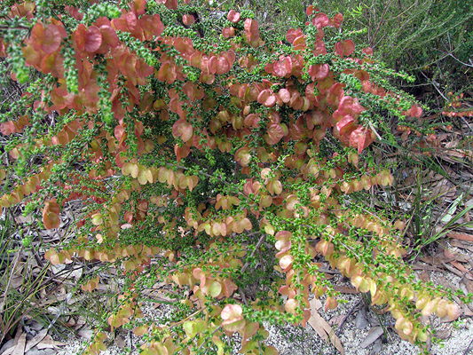 Bush Hairy Xxx Porn Library