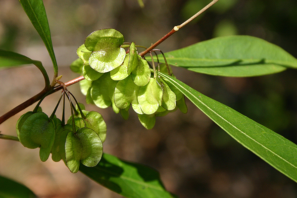 Sticky Hop Bush