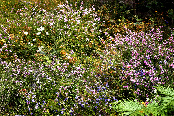 Spring wildflowers.