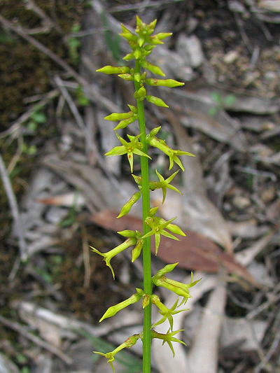 Slender Stackhousia