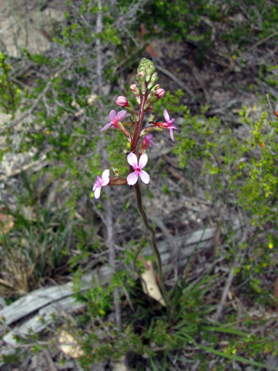 Grass Trigger-plant, Grassy-leaved Trigger-flower