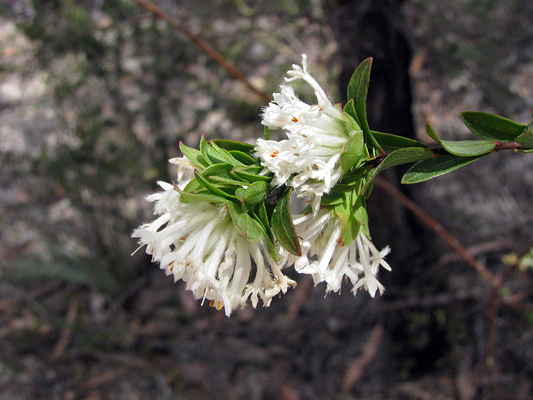 Queen of the Bush, Rice Flower, Slender Rice-flower