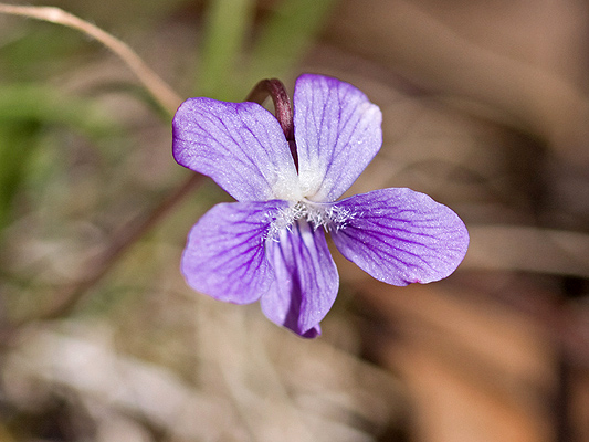 Mountain Violet