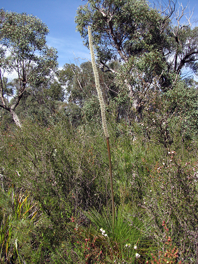 Forest Grass Tree, Grass Tree, Johnson's Grass Tree