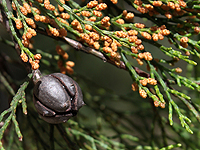 Conifer fruit and leaves