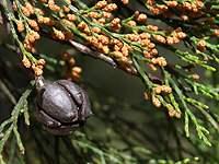 Conifer fruit and leaves