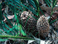 Cycad leaves and cones