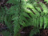 Fern leaves