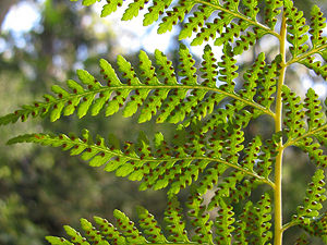 Fern leaf.