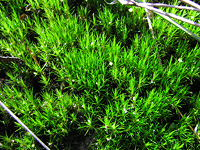 Green moss