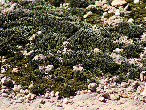 Mosses in gravel.