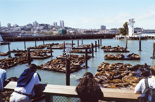 Lots of Sea Lions!