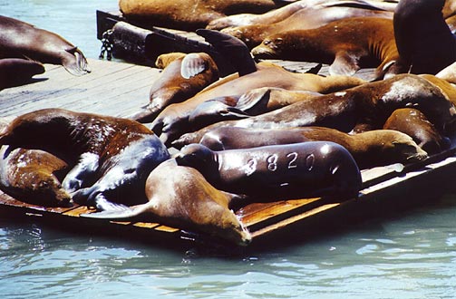 Some of the sea lions were marked for identification...
