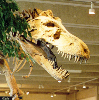 The skull.