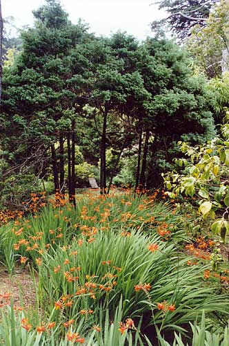 Colourful flowers.