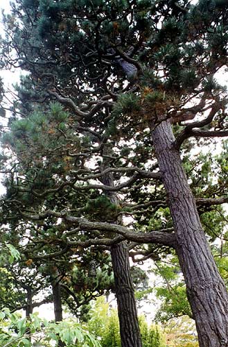 Twisted tree branches.