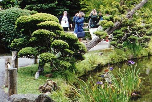 Topiary and irises.