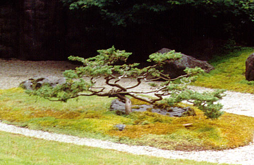 The bonsai tree.