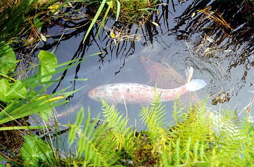 Garden pond with fish.