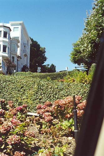 Garden hedges.